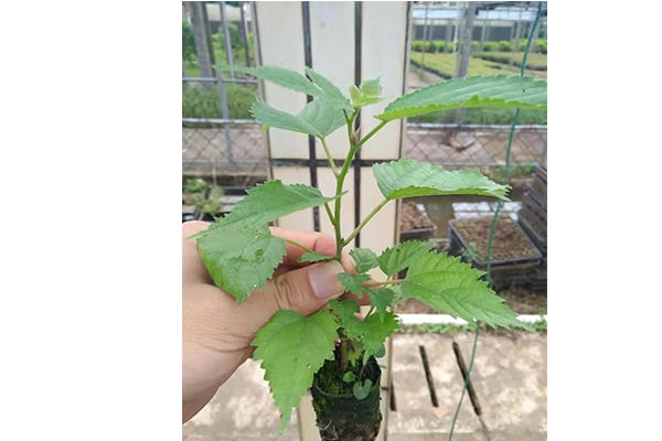 91香蕉视频APP下载官网