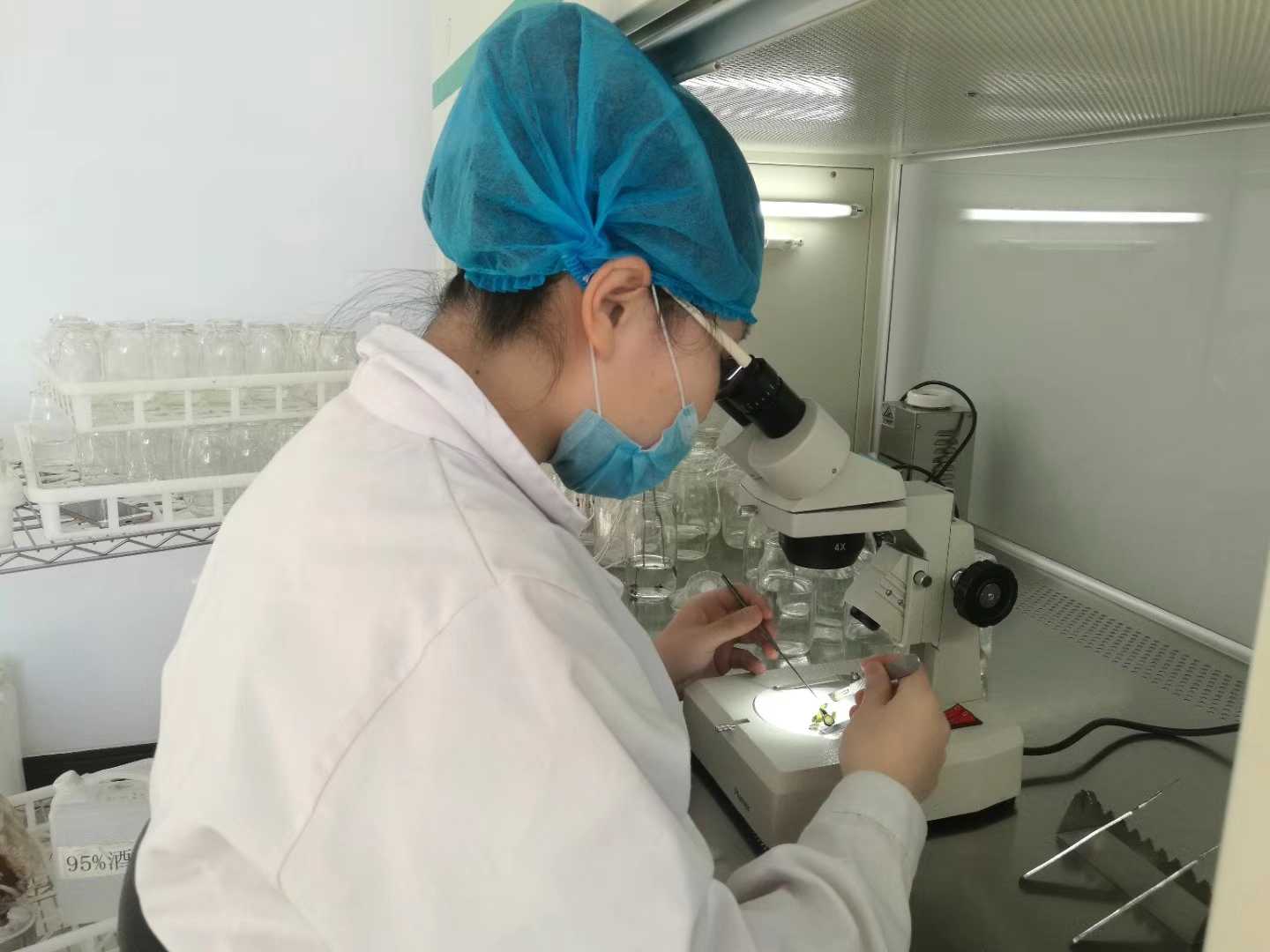 91香蕉视频APP下载官网苗，91香蕉视频APP下载官网，组织培养